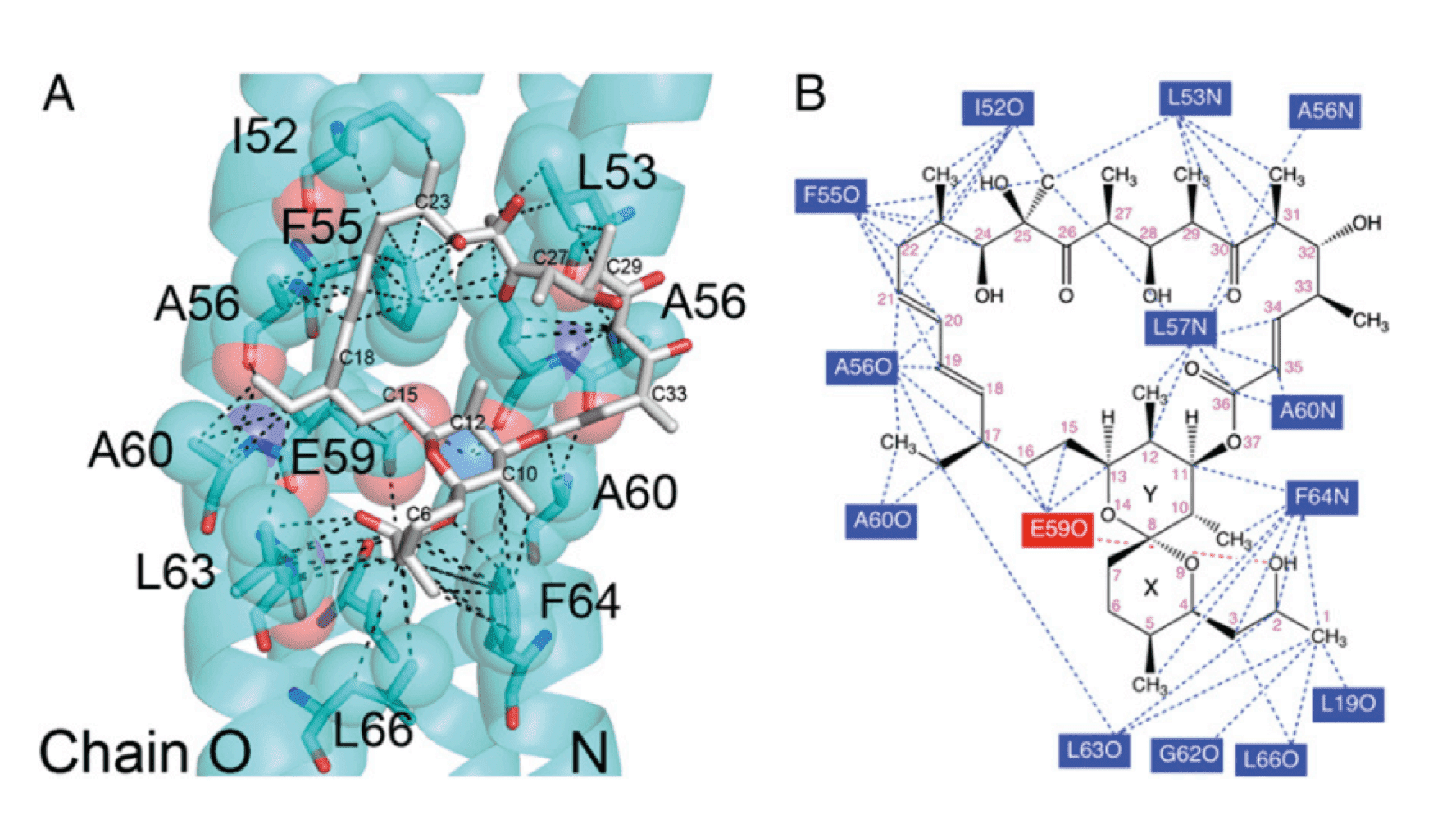 Detailed interactions between  oligomycin and ATP synthase. Part A shows the atomic distances in the range of  2.5–2.8 Å for the three H-bonds and 3.7–4.8 Å for the putative van der Waals  interactions formed by oligomycin and ATP synthase, while Part B emphasizes the  interaction sites between oligomycin and the ATP synthase c-ring (PNAS, 2012).
